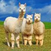 Wild Alpacas diamond painting