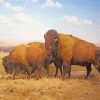 Wild Buffaloes diamond painting