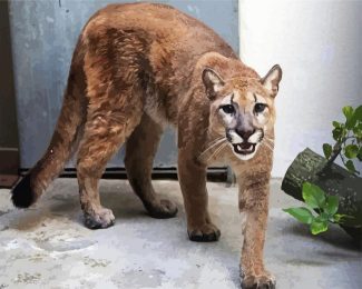 Wild Cougar Animal diamond painting