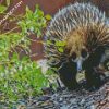 Wild Echidna diamond paintings