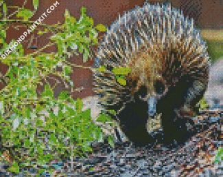 Wild Echidna diamond paintings