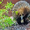 Wild Echidna diamond painting