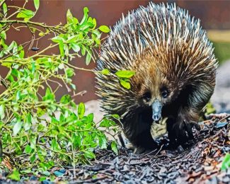 Wild Echidna diamond painting