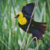 Yellow Headed Blackbird On A Branch diamond painting