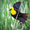 Yellow Headed Blackbird On A Branch diamond painting