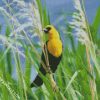 Yellow Headed Blackbird diamond painting