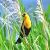 Yellow Headed Blackbird diamond painting