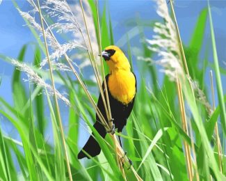 Yellow Headed Blackbird diamond painting