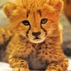 Adorable Cheetah diamond painting