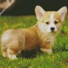 Adorable Corgis Pet diamond painting