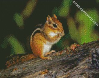 Adorable Chipmunk diamond painting