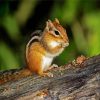 Adorable Chipmunk diamond painting