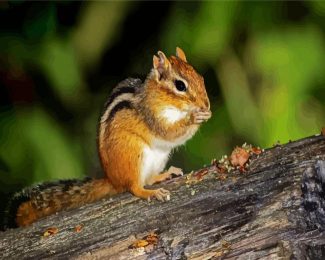 Adorable Chipmunk diamond painting