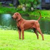 aesthehtic brown Coonhound diamond painting