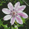 Aesthetic Clematis diamond painting