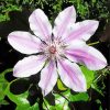 Aesthetic Clematis diamond painting