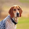 aesthetic Coonhound dog diamond painting