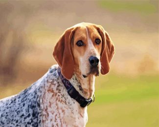 aesthetic Coonhound dog diamond painting