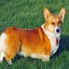 Aesthetic Corgis Dog diamond painting