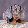 Aesthetic Doxie Dog diamond painting