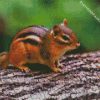 Aesthetic Brown Chipmunk diamond painting