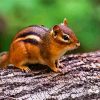 Aesthetic Brown Chipmunk diamond painting