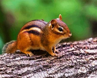 Aesthetic Brown Chipmunk diamond painting