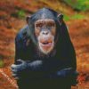 Aesthetic Chimpanzee diamond painting