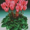 aesthetic pink cyclamen diamond paintings