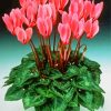 aesthetic pink cyclamen diamond painting