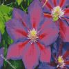 Aesthetic Purple Clematis diamond painting