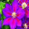 Aesthetic Purple Clematis diamond painting