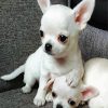 Aesthetic White Chihuahua Puppies diamond painting