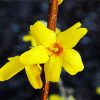 Aesthetic Yellow Forsythia diamond painting