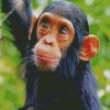 Baby Chimpanzee diamond painting