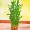 bamboo Plant Pot diamond painting