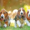 basset hound Puppies diamond painting