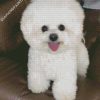 Bichon Frise diamond painting