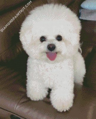 Bichon Frise diamond painting