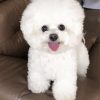 Bichon Frise diamond painting