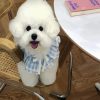 Bichon Wearing A Cute Dress diamond painting