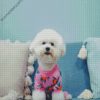 Bichon Wearing Pajamas diamond painting