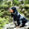 black English Cocker Spaniel diamond painting