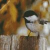 Black And White Chickadee diamond painting