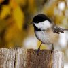 Black And White Chickadee diamond painting