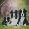 black and white collies dogs diamond paintings