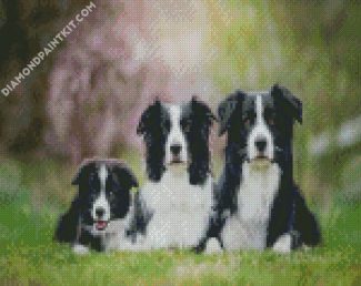 black and white collies dogs diamond paintings