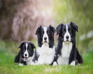 black and white collies dogs diamond painting