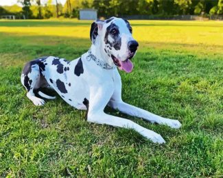 black and white great dane diamond painting