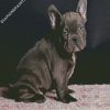 Black Frenchie Bulldog diamond painting